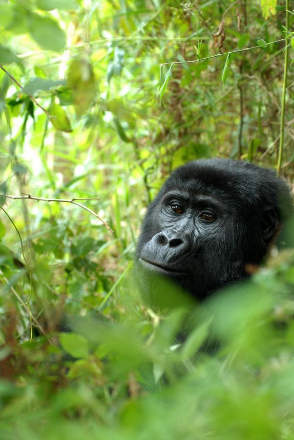 Nkuringo Bwindi Gorilla Lodge Exterior foto